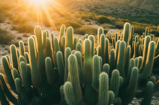 Desert cacti  in nature